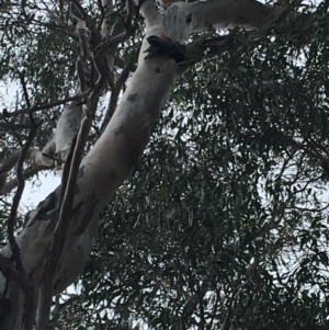 Callocephalon fimbriatum at Hughes, ACT - 14 Oct 2018