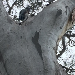 Callocephalon fimbriatum (Gang-gang Cockatoo) at GG55 - 14 Oct 2018 by KL