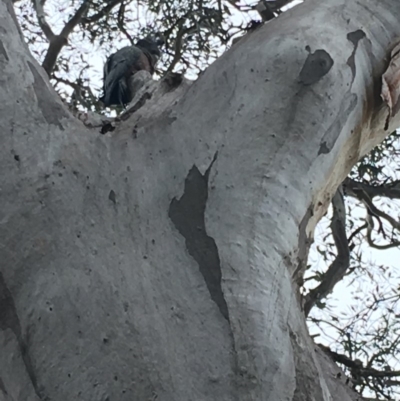 Callocephalon fimbriatum (Gang-gang Cockatoo) at GG156 - 14 Oct 2018 by KL