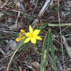 Bulbine bulbosa (Golden Lily, Bulbine Lily) at Hughes, ACT - 14 Oct 2018 by KL