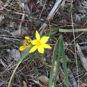 Bulbine bulbosa at Hughes, ACT - 14 Oct 2018 02:31 PM