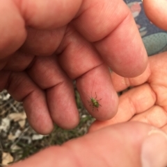 Tettigoniidae (family) (Unidentified katydid) at Mount Majura - 14 Oct 2018 by simonstratford