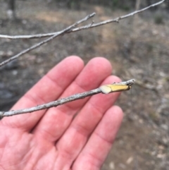 Philobota undescribed species near arabella (A concealer moth) at Mount Majura - 14 Oct 2018 by simonstratford