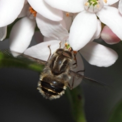 Trichophthalma laetilinea at Acton, ACT - 13 Oct 2018