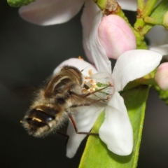 Trichophthalma laetilinea at Acton, ACT - 13 Oct 2018