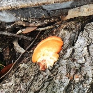 Trametes coccinea at Yarralumla, ACT - 5 Oct 2018