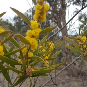 Acacia lanigera var. lanigera at Jerrabomberra, ACT - 14 Oct 2018