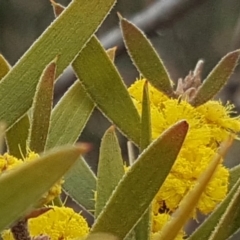 Acacia lanigera var. lanigera at Jerrabomberra, ACT - 14 Oct 2018 10:14 AM