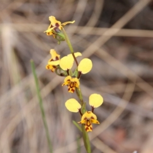 Diuris semilunulata at Hackett, ACT - 14 Oct 2018