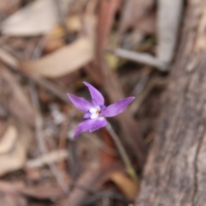 Glossodia major at Hackett, ACT - 14 Oct 2018