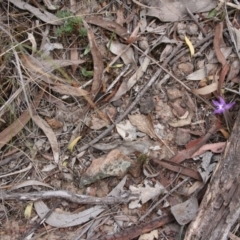 Glossodia major at Hackett, ACT - suppressed