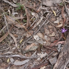 Glossodia major at Hackett, ACT - 14 Oct 2018