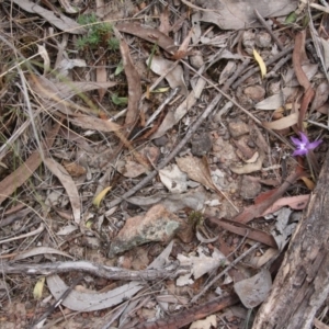 Glossodia major at Hackett, ACT - suppressed