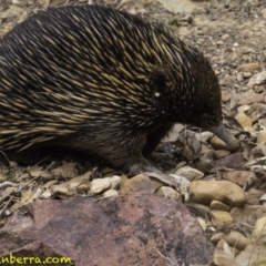 Tachyglossus aculeatus at Hackett, ACT - 11 Oct 2018 11:59 AM