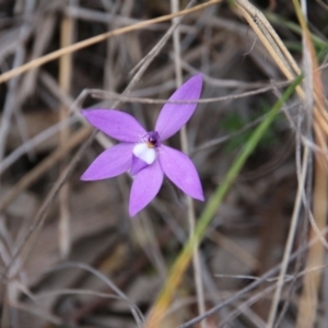 Glossodia major at Hackett, ACT - suppressed