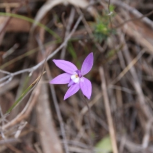 Glossodia major at Hackett, ACT - suppressed