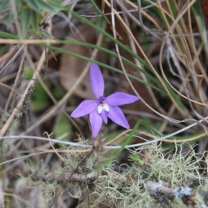 Glossodia major at Hackett, ACT - 14 Oct 2018