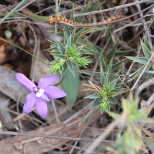 Glossodia major at Hackett, ACT - 14 Oct 2018