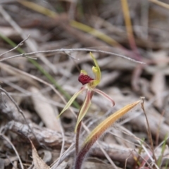 Caladenia actensis (Canberra Spider Orchid) at Hackett, ACT - 13 Oct 2018 by petersan