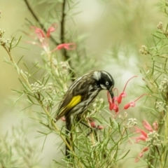 Phylidonyris novaehollandiae (New Holland Honeyeater) at Acton, ACT - 13 Oct 2018 by frostydog