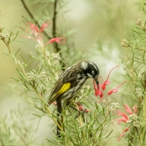 Phylidonyris novaehollandiae at Acton, ACT - 13 Oct 2018