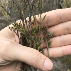 Kunzea ericoides at Bungendore, NSW - 14 Oct 2018