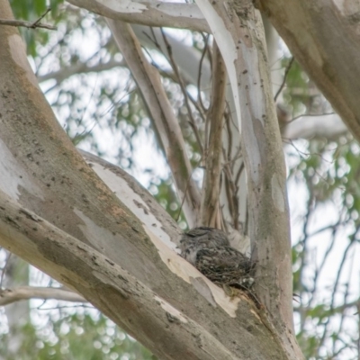 Podargus strigoides (Tawny Frogmouth) at Acton, ACT - 12 Oct 2018 by frostydog