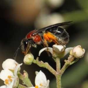 Lasioglossum (Callalictus) callomelittinum at Acton, ACT - 13 Oct 2018