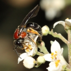 Lasioglossum (Callalictus) callomelittinum at Acton, ACT - 13 Oct 2018