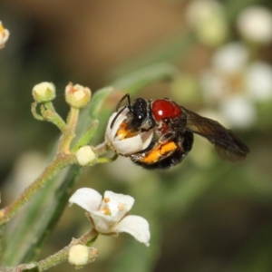 Lasioglossum (Callalictus) callomelittinum at Acton, ACT - 13 Oct 2018