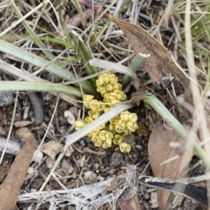 Lomandra bracteata at Illilanga & Baroona - 13 Oct 2018 11:49 AM