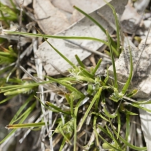 Carex breviculmis at Illilanga & Baroona - 13 Oct 2018 01:28 PM