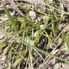 Carex breviculmis at Illilanga & Baroona - 13 Oct 2018 01:28 PM