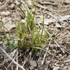 Carex breviculmis at Illilanga & Baroona - 13 Oct 2018