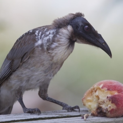 Philemon corniculatus (Noisy Friarbird) at Michelago, NSW - 16 Jan 2014 by Illilanga