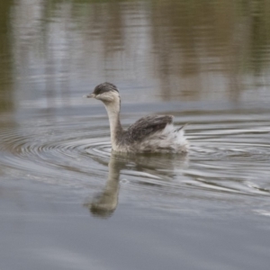 Poliocephalus poliocephalus at Michelago, NSW - 26 Oct 2017