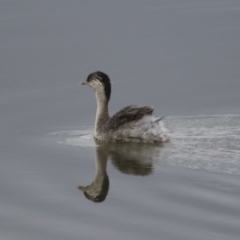 Poliocephalus poliocephalus at Michelago, NSW - 26 Oct 2017