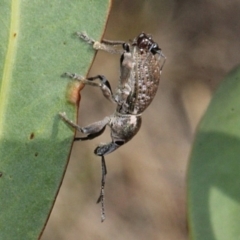 Leptopius sp. (genus) (A weevil) at Stromlo, ACT - 11 Sep 2018 by PeteWoodall