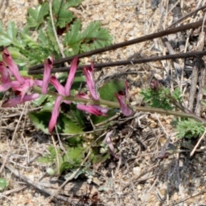 Fumaria sp. at Stromlo, ACT - 11 Sep 2018