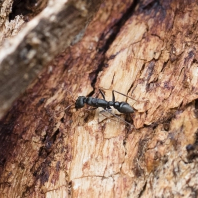 Myrmecia sp., pilosula-group (Jack jumper) at Michelago, NSW - 13 Oct 2018 by Illilanga