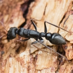 Myrmecia sp., pilosula-group at Michelago, NSW - 13 Oct 2018 11:52 AM