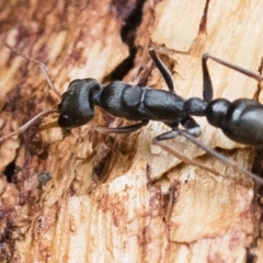 Myrmecia sp., pilosula-group at Michelago, NSW - 13 Oct 2018 11:52 AM