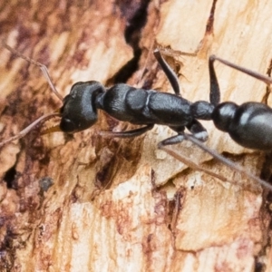 Myrmecia sp., pilosula-group at Michelago, NSW - 13 Oct 2018 11:52 AM