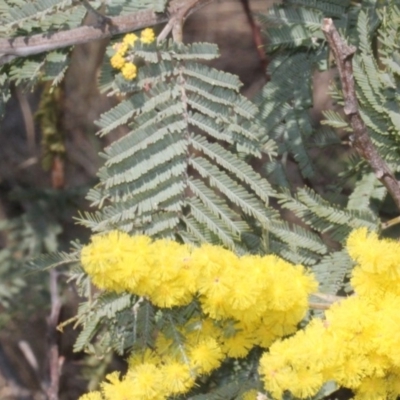 Acacia dealbata (Silver Wattle) at Stromlo, ACT - 11 Sep 2018 by PeteWoodall