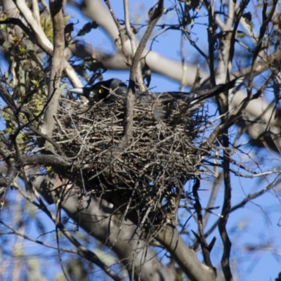 Strepera graculina (Pied Currawong) at Michelago, NSW - 1 Nov 2014 by Illilanga