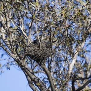 Strepera graculina at Michelago, NSW - 2 Nov 2014 06:41 AM