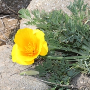 Eschscholzia californica at Stromlo, ACT - 11 Sep 2018 11:17 AM