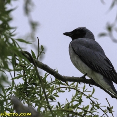 Coracina novaehollandiae (Black-faced Cuckooshrike) at Acton, ACT - 12 Oct 2018 by JonSteinbeck