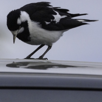 Grallina cyanoleuca (Magpie-lark) at Molonglo Valley, ACT - 12 Oct 2018 by JonSteinbeck