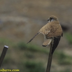 Falco cenchroides (Nankeen Kestrel) at National Arboretum Forests - 11 Oct 2018 by BIrdsinCanberra